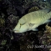 wrasse_napoleon_bro_b_ni_h_0722_egy1210.jpg